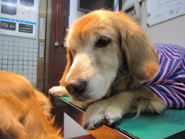 ファイル 2076-1.jpg