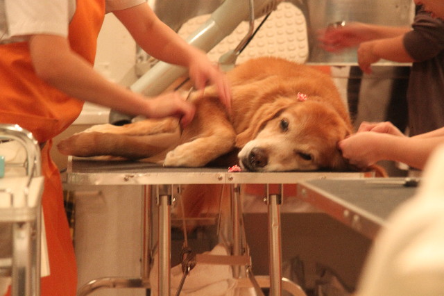 ファイル 2081-3.jpg