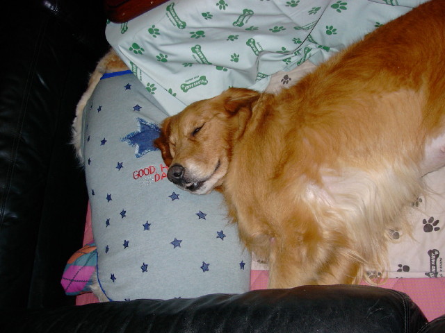 ファイル 2082-1.jpg