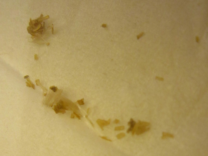 ファイル 2085-1.jpg