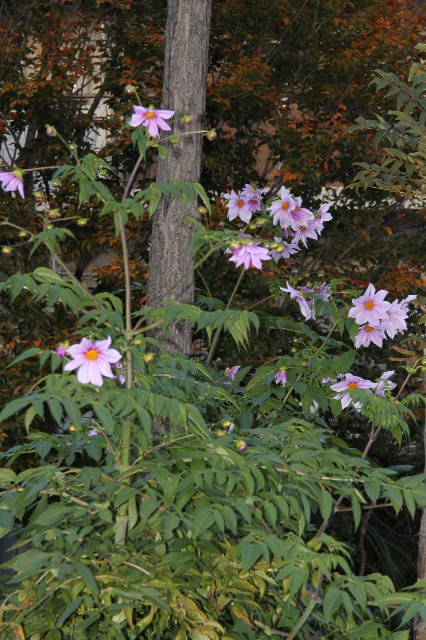 ファイル 2087-4.jpg