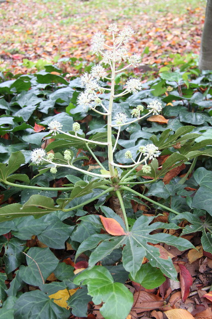 ファイル 2095-5.jpg