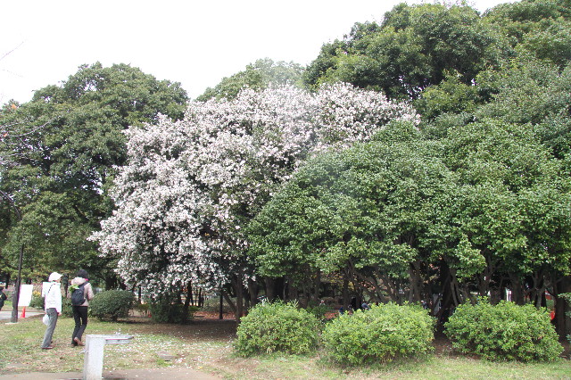 ファイル 2096-1.jpg