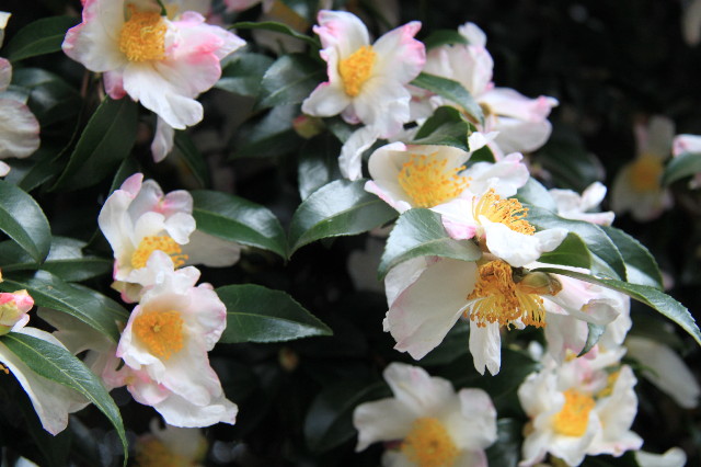 ファイル 2096-3.jpg