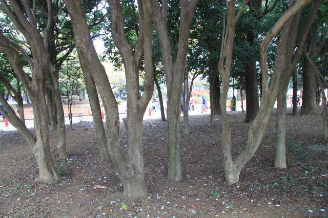 ファイル 2096-4.jpg