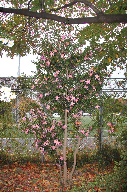 ファイル 2096-5.jpg