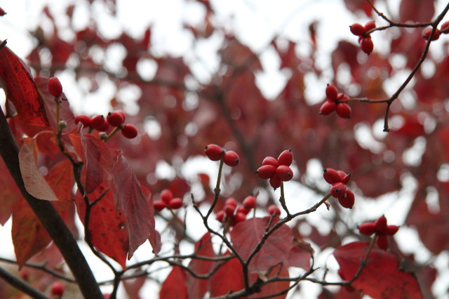 ファイル 2097-4.jpg