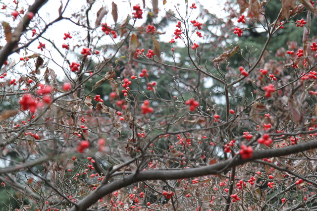 ファイル 2097-5.jpg