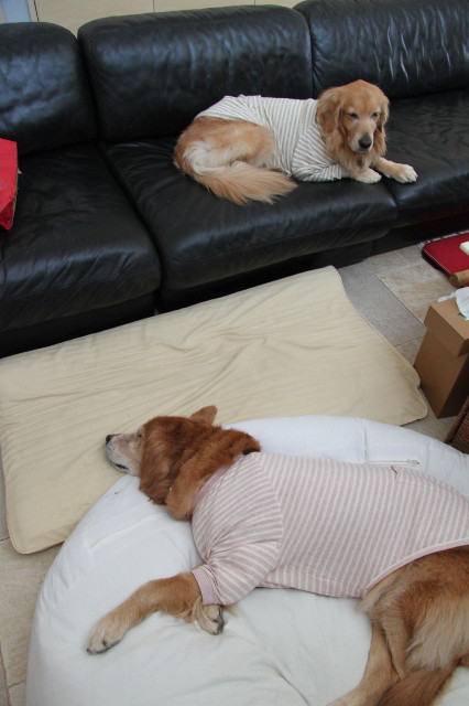 ファイル 2100-2.jpg