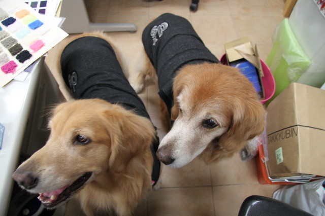 ファイル 2104-5.jpg