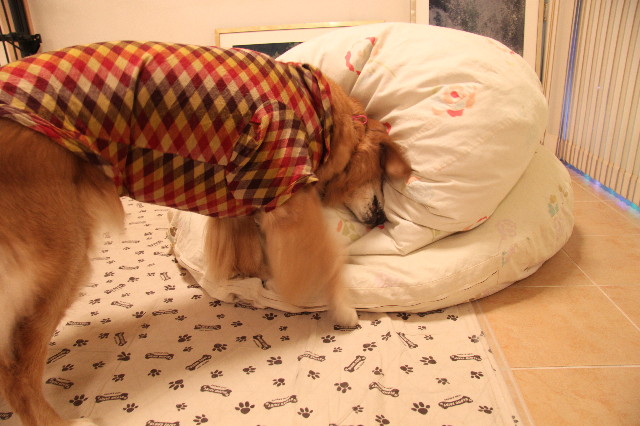 ファイル 2105-4.jpg