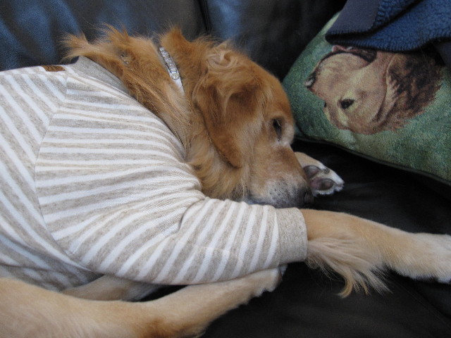 ファイル 2121-1.jpg