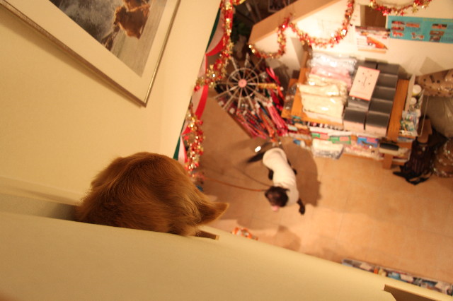 ファイル 2125-1.jpg