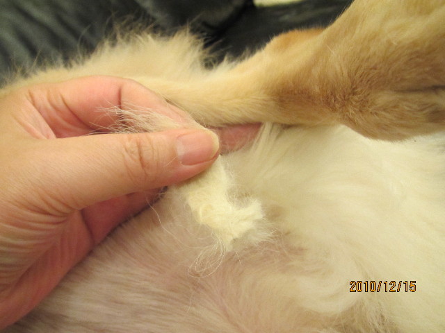 ファイル 2128-4.jpg