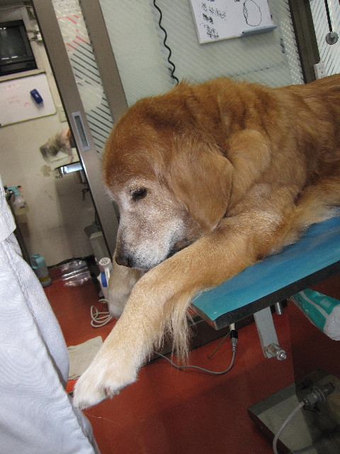 ファイル 2137-1.jpg