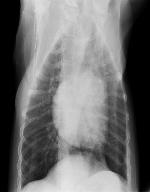 ファイル 2137-3.jpg