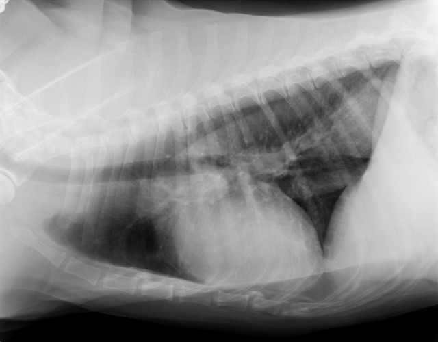 ファイル 2137-4.jpg