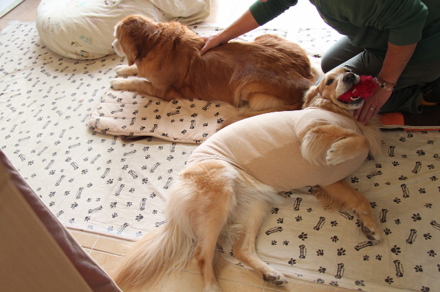 ファイル 2138-1.jpg