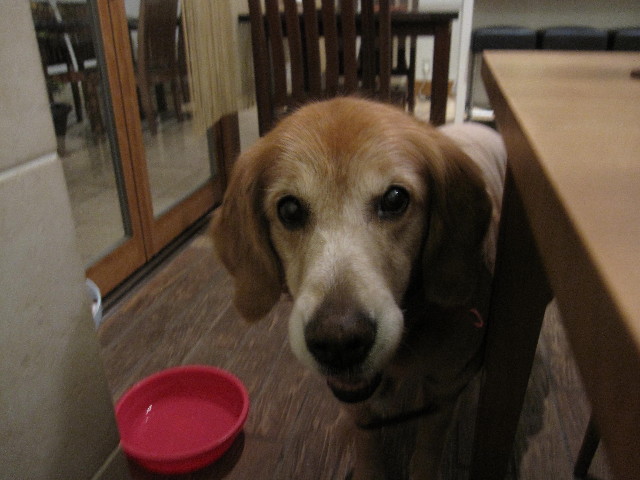 ファイル 2140-4.jpg