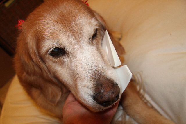 ファイル 2144-2.jpg