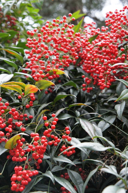 ファイル 2161-2.jpg