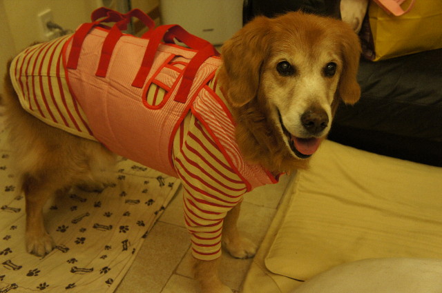 ファイル 2176-1.jpg