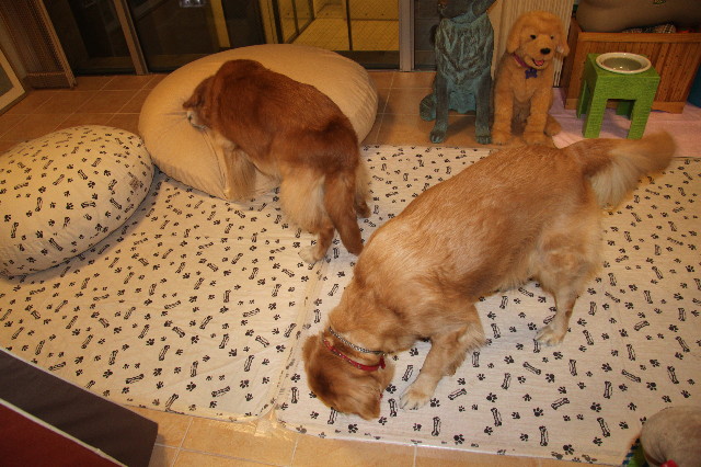 ファイル 2181-3.jpg