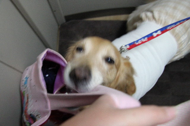 ファイル 2239-1.jpg