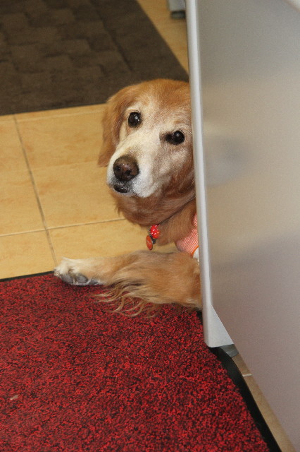 ファイル 2241-5.jpg