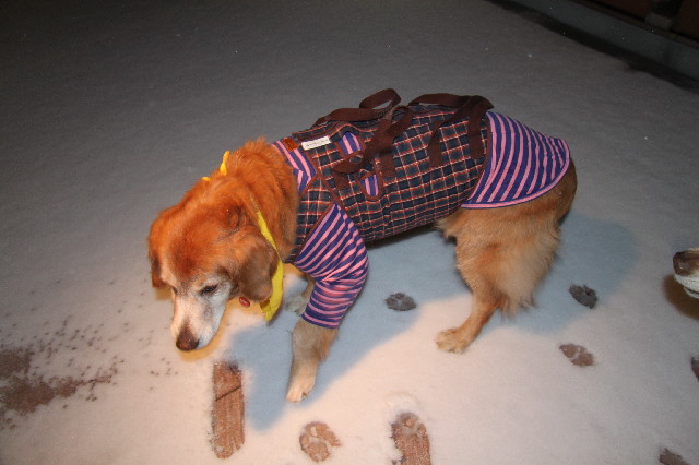 ファイル 2245-2.jpg