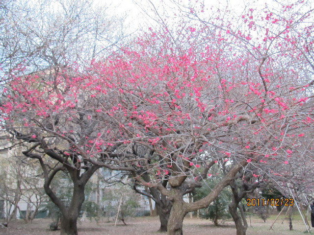 ファイル 2267-3.jpg