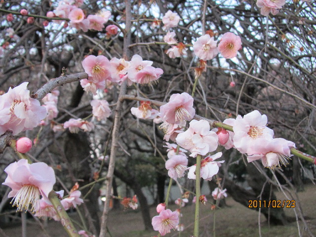 ファイル 2267-4.jpg