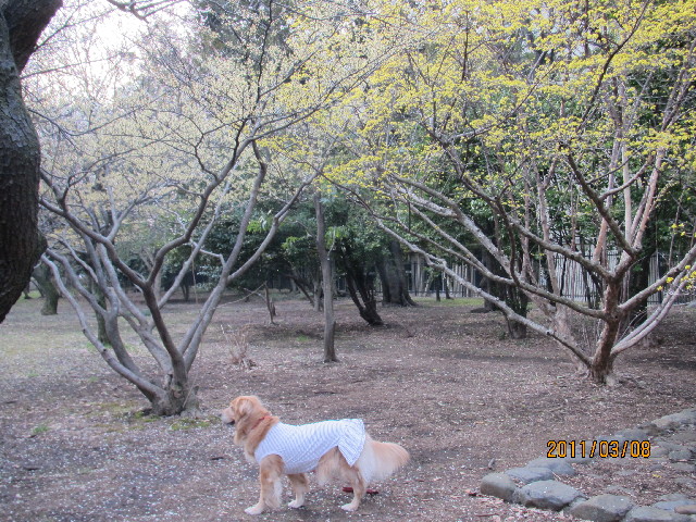 ファイル 2287-1.jpg