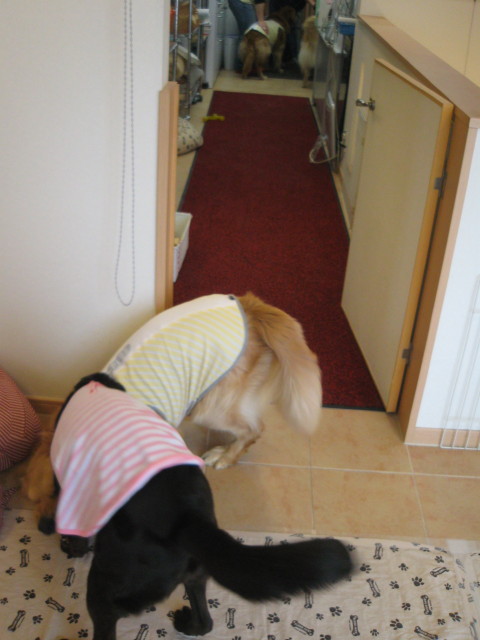 ファイル 229-2.jpg