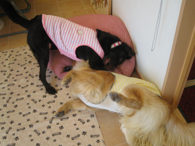 ファイル 229-3.jpg