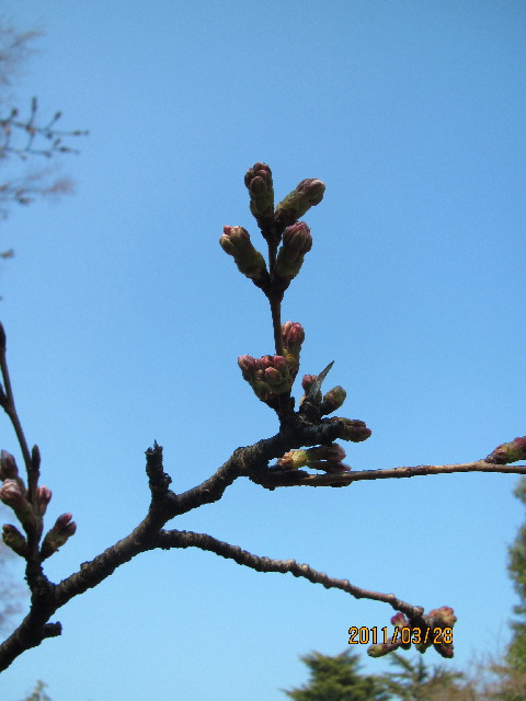 ファイル 2306-1.jpg