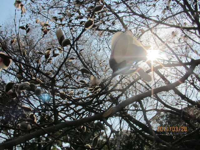 ファイル 2306-5.jpg