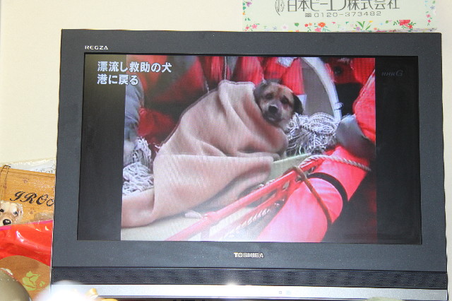 ファイル 2315-1.jpg