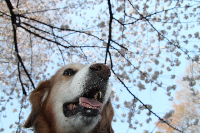 ファイル 2326-4.jpg