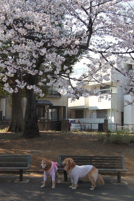 ファイル 2339-3.jpg