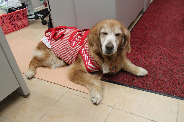 ファイル 2343-1.jpg