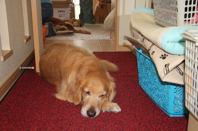 ファイル 2344-1.jpg