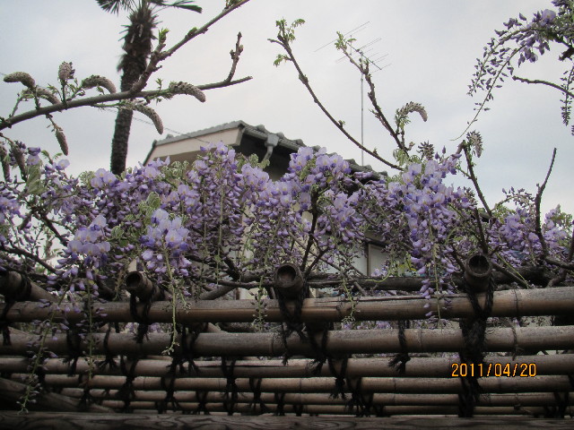 ファイル 2353-5.jpg