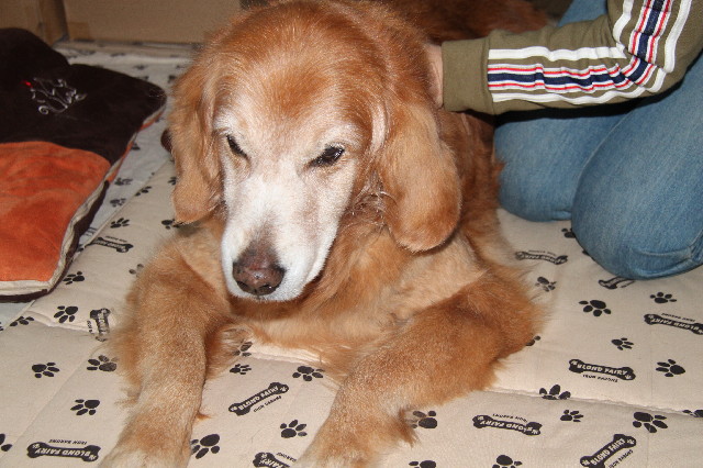 ファイル 2356-1.jpg