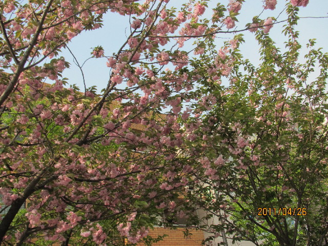 ファイル 2363-3.jpg