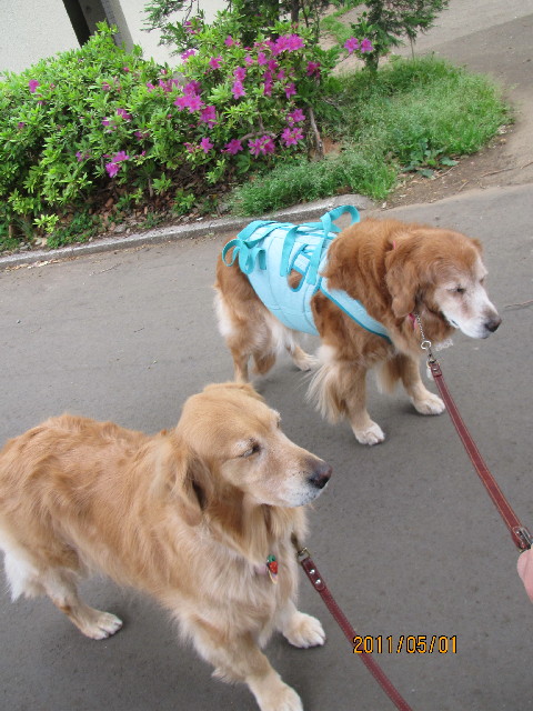 ファイル 2369-1.jpg