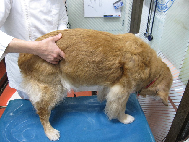 ファイル 2373-1.jpg