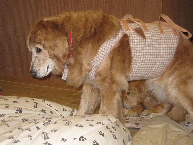 ファイル 2374-3.jpg