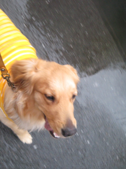 ファイル 238-1.jpg