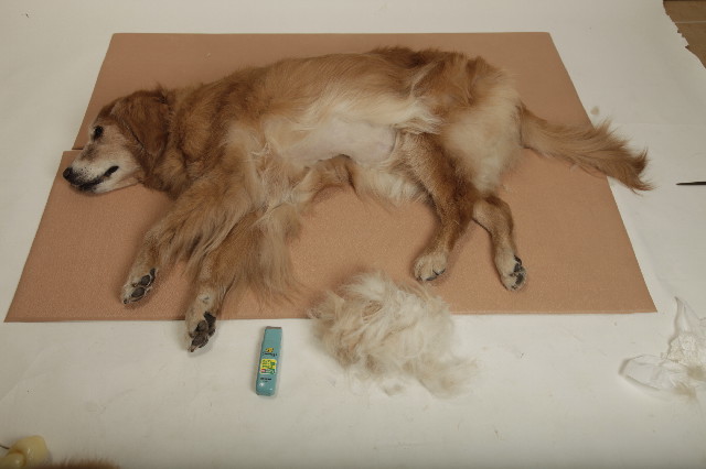 ファイル 2419-2.jpg